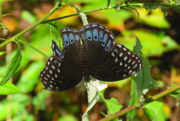 Diana Fritillary female